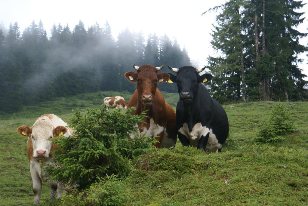 Das Sonneck Mühlbach am Hochkönig Екстериор снимка
